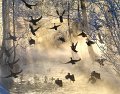 40 - Wild duck panic - PELTONEN SEPPO - finland